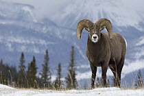 Bighorn Sheep (Ovis canadensis) ram in winter, Jasper National Park, Canada