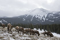 Bighorn Sheep (Ovis canadensis) rams feeding during winter in Jasper National Park, Canada