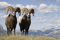 Bighorn Sheep (Ovis canadensis) rams, Jasper National Park, Canada