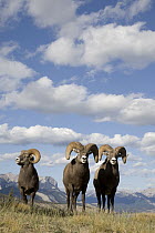 Bighorn Sheep (Ovis canadensis) rams, Jasper National Park, Canada