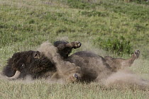 American Bison (Bison bison) bull dust bathing, Moise, Montana
