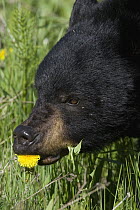 Black Bear (Ursus americanus) eating a Dandelion (Taraxacum officinale) flower, western Montana