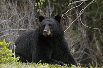 Black Bear (Ursus americanus) male reclining, western Montana