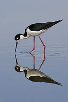 Black-necked Stilt (Himantopus mexicanus) feeding in a small pond, central Montana