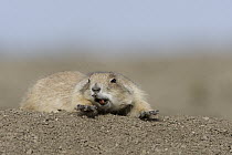 Black-tailed Prairie Dog (Cynomys ludovicianus) stretching and yawning, eastern Montana
