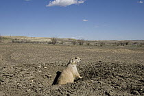 Black-tailed Prairie Dog (Cynomys ludovicianus) at burrow entrance, Charles M. Russell National Wildlife Refuge, Montana
