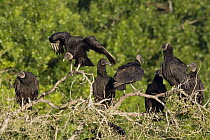 American Black Vulture (Coragyps atratus) group roosting in tree, central Florida
