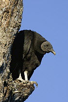 American Black Vulture (Coragyps atratus) roosting in a dead tree, central Florida
