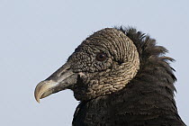 American Black Vulture (Coragyps atratus), central Florida
