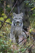 Canada Lynx (Lynx canadensis) portrait, central Alberta, Canada