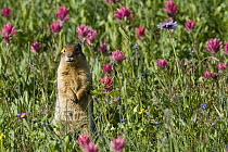 Columbian Ground Squirrel (Spermophilus columbianus) standing amongst flowers, Glacier National Park, Montana