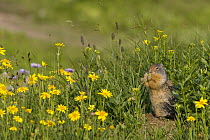Columbian Ground Squirrel (Spermophilus columbianus) at burrow eating flowers, Glacier National Park, Montana