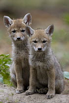 Coyote (Canis latrans) six week old pups, western Montana