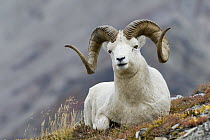 Dall's Sheep (Ovis dalli) bedded ram, central Alaska