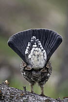 Blue Grouse (Dendragapus obscurus) male tail feathers, western Montana