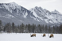 American Elk (Cervus elaphus nelsoni) bulls feeding in snow covered valley, Jasper National Park, Alberta, Canada