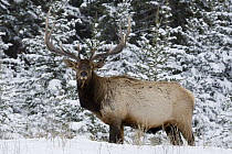 American Elk (Cervus elaphus nelsoni) bull in winter habitat, Jasper National Park, Alberta, Canada