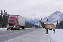 American Elk (Cervus elaphus nelsoni) bull attempting to cross the Trans-Canadian Highway, Jasper National Park, Alberta, Canada