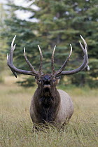 American Elk (Cervus elaphus nelsoni) bull bugling, North America