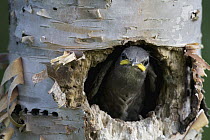 Common Starling (Sturnus vulgaris) chick peeking out of nest cavity, western Montana