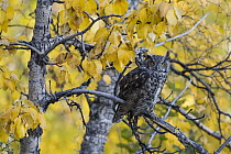 Great Horned Owl (Bubo virginianus) in cottonwood tree, western Montana