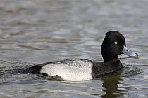 Lesser Scaup (Aythya affinis) male, western Montana