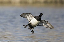 Lesser Scaup (Aythya affinis) male landing in pond, western Montana