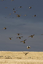 Mallard (Anas platyrhynchos), Northern Pintail (Anas acuta) and American Wigeon (Anas americana) flock landing in barley field, central Montana