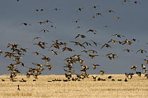 Mallard (Anas platyrhynchos), Northern Pintail (Anas acuta) and American Wigeon (Anas americana) flock landing in barley field, central Montana