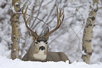 Mule Deer (Odocoileus hemionus) buck bedded in snow, Waterton Glacier International Peace Park, Alberta, Canada