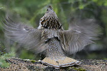Ruffed Grouse (Bonasa umbellus) male displaying and drumming in spring from atop large log, western Montana