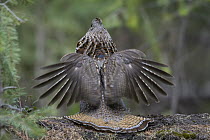 Ruffed Grouse (Bonasa umbellus) male displaying and drumming in spring from atop large log, western Montana