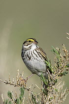 Savannah Sparrow (Passerculus sandwichensis) perching on sage, central Montana