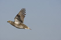 Sharp-tailed Grouse (Tympanuchus phasianellus) male flying, eastern Montana