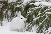 Snowshoe Hare (Lepus americanus) feeding on fir in winter, North America