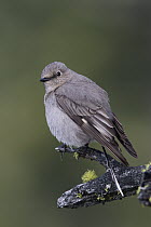Townsend's Solitaire (Myadestes townsendi) perched on a snag, Troy, Montana