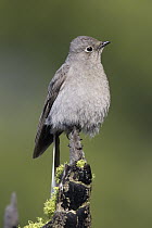 Townsend's Solitaire (Myadestes townsendi) perched on an snag, Troy, Montana