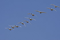 Tundra Swan (Cygnus columbianus) flock flying, central Montana