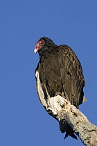 Turkey Vulture (Cathartes aura), Sarasota, Florida