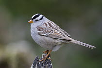 White-crowned Sparrow (Zonotrichia leucophrys), Troy, Montana