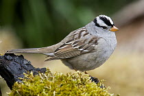 White-crowned Sparrow (Zonotrichia leucophrys), Troy, Montana