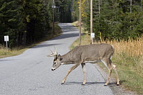 White-tailed Deer (Odocoileus virginianus) buck crossing paved road, western Montana