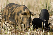 Wild Boar (Sus scrofa) sow with piglets, central Florida