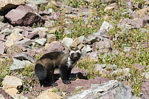Wolverine (Gulo gulo) adult, Glacier National Park, Montana