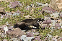 Wolverine (Gulo gulo) adult crossing rocky terrain, Glacier National Park, Montana