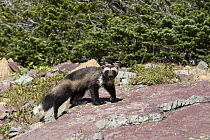 Wolverine (Gulo gulo) adult, Glacier National Park, Montana