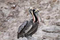 Peruvian Pelican (Pelecanus thagus) trio in breeding plumage, Algarrobo Island, Valparaiso, Chile