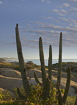 Organ Pipe Cactus (Stenocereus thurberi) overlooking Chelino Bay, Baja California, Mexico
