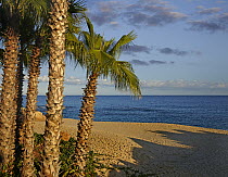 Palm trees at the beach, Baja California, Mexico