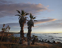 Palm trees along Chelino Bay, Baja California, Mexico